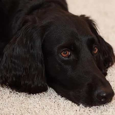 호텔 Goldener Adler 3*