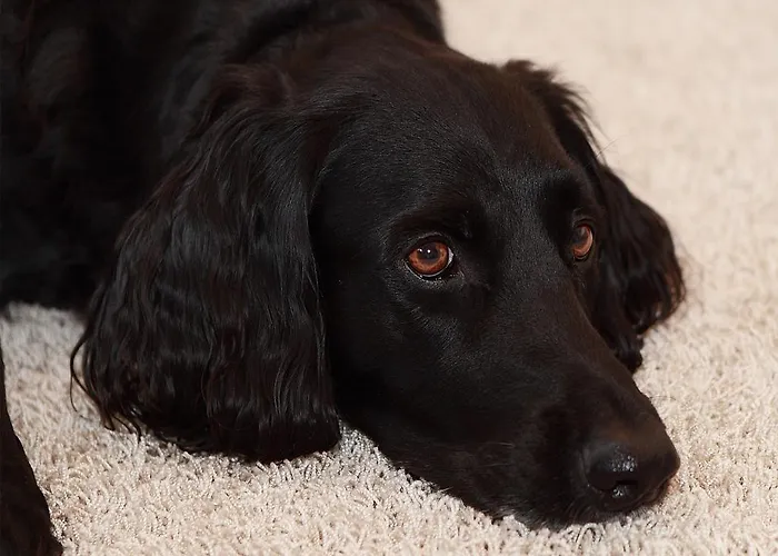 Hotel Goldener Adler 3*